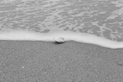 High angle view of dead fish on beach