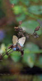 Close-up of butterfly on leaves