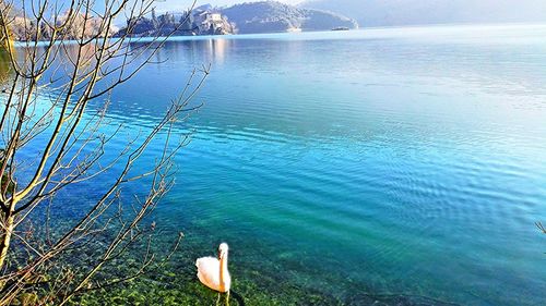 Swan in sea against sky