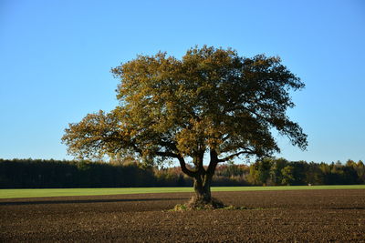 Tree on field against clear sky