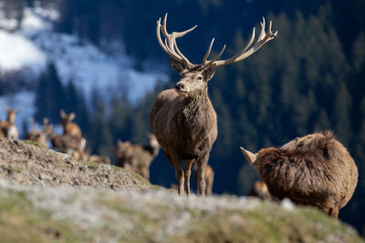 Deer standing on rock