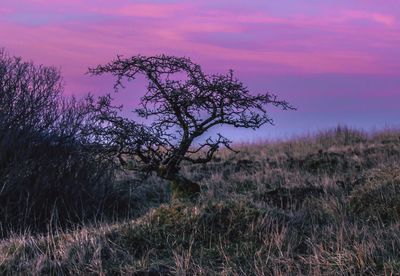 View of tree at sunset