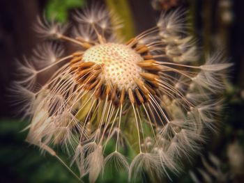 Close-up of dandelion