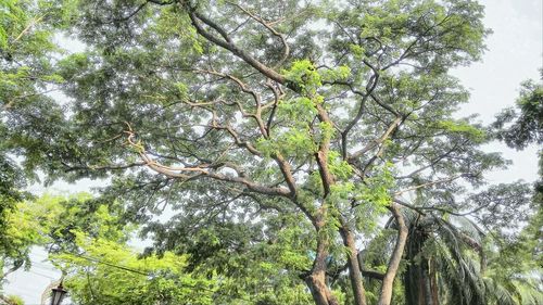 Low angle view of trees