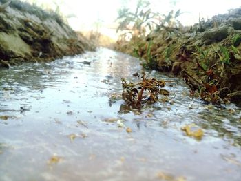 Close-up of ducks in water