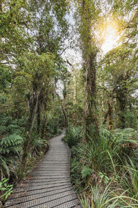 Footpath amidst trees in forest