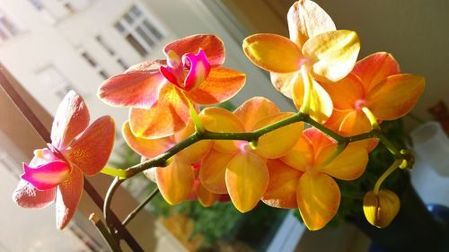 Close-up of flowers