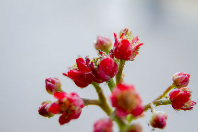 Close-up of red flowering plant against white background