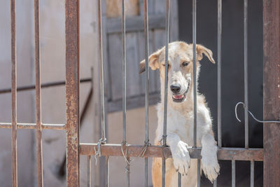 Portrait of dog seen through metal fence