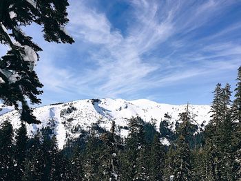 Low angle view of trees against sky