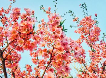 Low angle view of cherry blossoms in spring