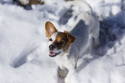 High angle view of dog in snow