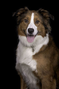Close-up of dog looking away