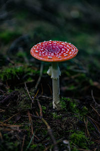 Close-up of fly agaric mushroom on field