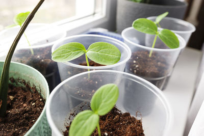 Close-up of potted plant