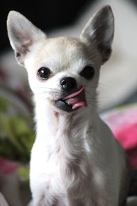 Close-up portrait of a dog