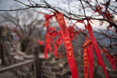 Close-up of cross on tree