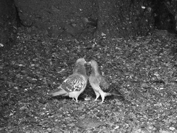 High angle view of bird