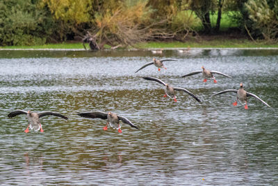 Birds flying over lake