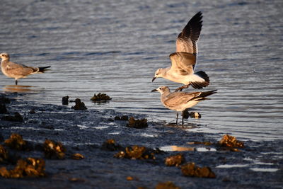 Birds flying over lake