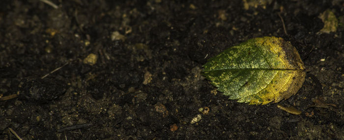 High angle view of plants