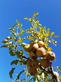 Low angle view of berries against clear blue sky