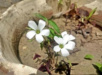 Close-up of white flowers