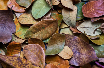 Close-up of leaves