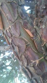 Close-up of leaves in a tree