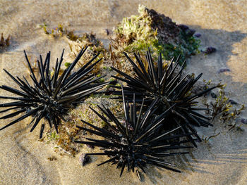 High angle view of an animal on rock