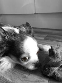 Close-up portrait of dog at home