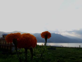 Flowers growing on field against clear sky