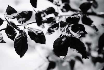 Close-up of plants against sky