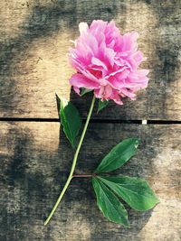 Close-up of pink rose
