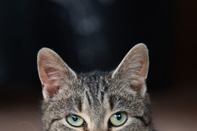 Close-up portrait of cat against black background