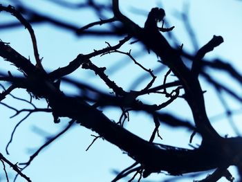 Low angle view of bare tree against sky