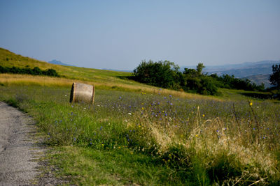 Scenic view of agricultural field against clear sky