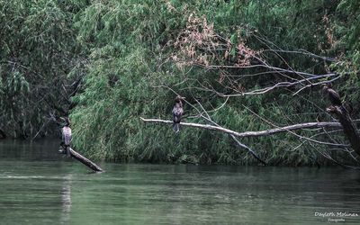 People in lake by trees in forest