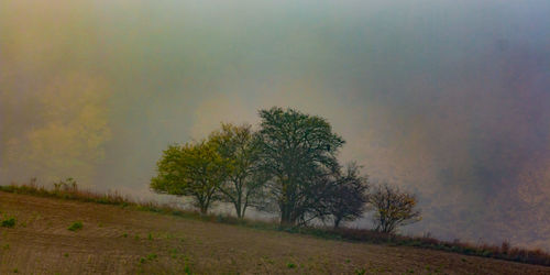 Trees on field against sky during foggy weather