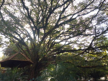 Low angle view of trees against sky