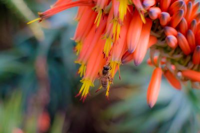 Close-up of orange flowers