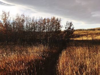 Trees on field against sky