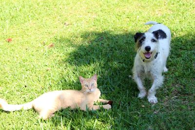 Dog on grassy field