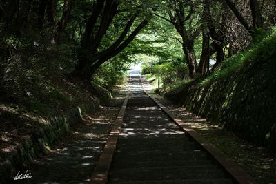 Walkway amidst trees in forest