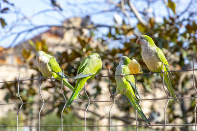 parakeet