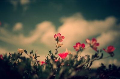 Close-up of flowers blooming against sky