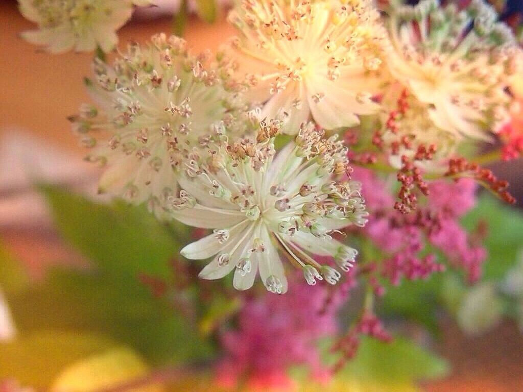 flower, freshness, fragility, petal, growth, beauty in nature, flower head, close-up, nature, focus on foreground, stamen, blooming, blossom, in bloom, white color, pollen, selective focus, springtime, plant, season