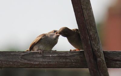 Close-up of bird perching on wooden post