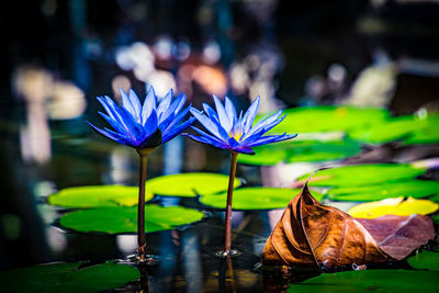 Close-up of fresh purple flowers