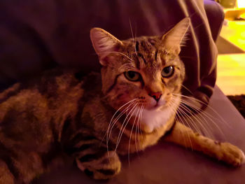 Close-up portrait of a cat